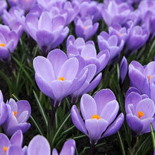 Afbeelding in Gallery-weergave laden, Krokus blauw Grand Maître.  Heraut van het voorjaar!  Bestel ze nu makkelijk en veilig online 
