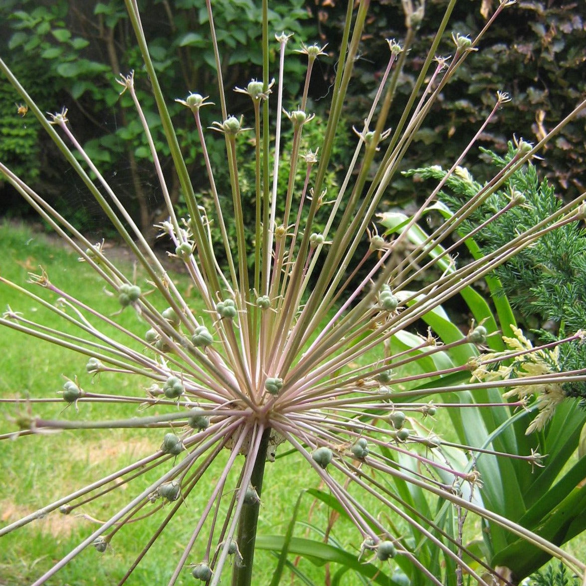 Allium Schubertii    Bloemschermen van bijna 35 cm in doorsnede.   Zeer mooi, indrukwekkend  en origineel, ook als droogbloem