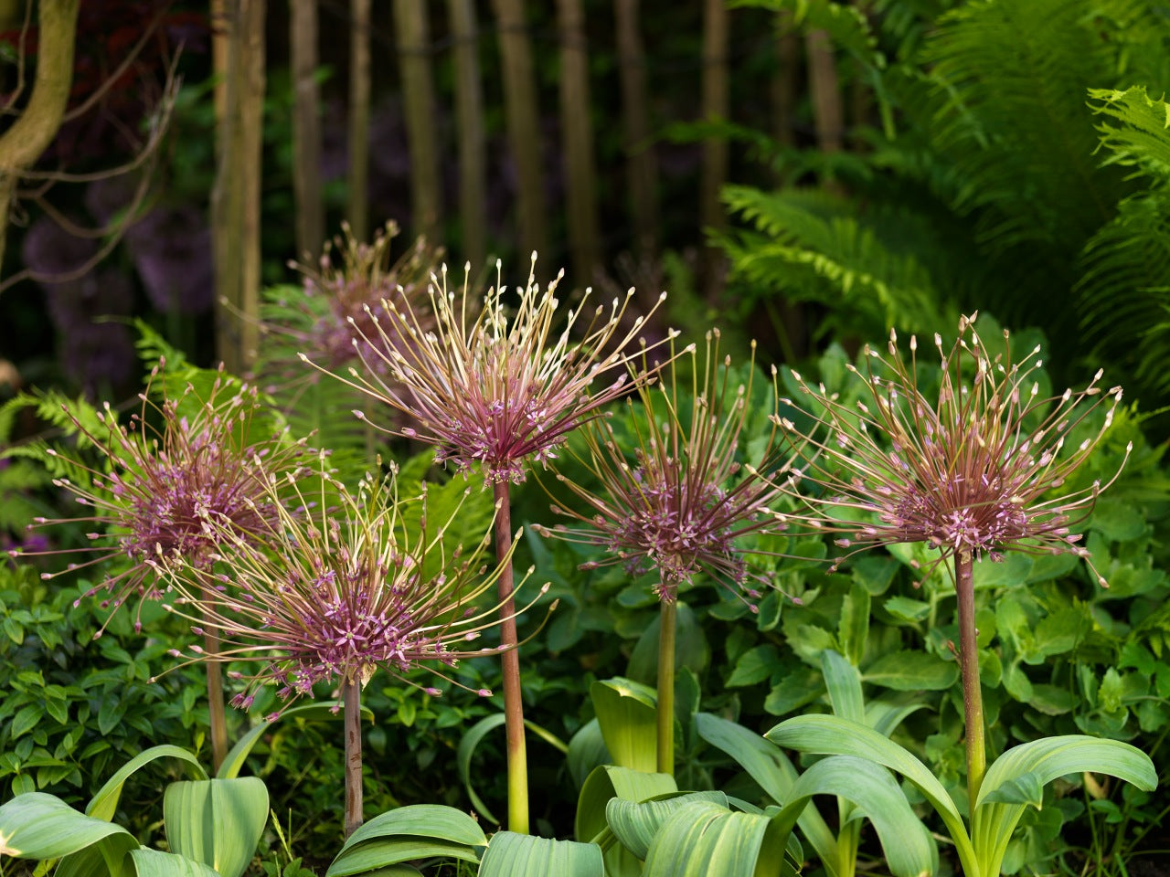 Allium Schubertii    Bloemschermen van bijna 35 cm in doorsnede.   Zeer mooi, indrukwekkend  en origineel, ook als droogbloem