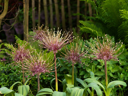 Allium Schubertii    Bloemschermen van bijna 35 cm in doorsnede.   Zeer mooi, indrukwekkend  en origineel, ook als droogbloem