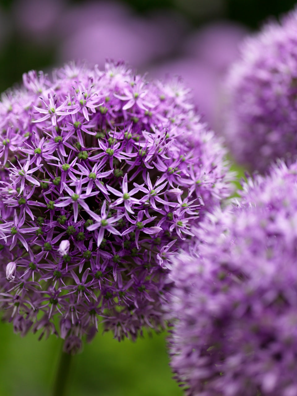 Allium Gladiator