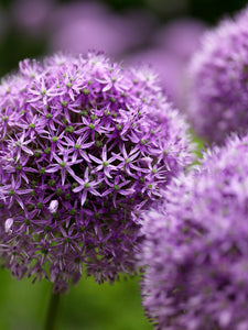 Allium Gladiator