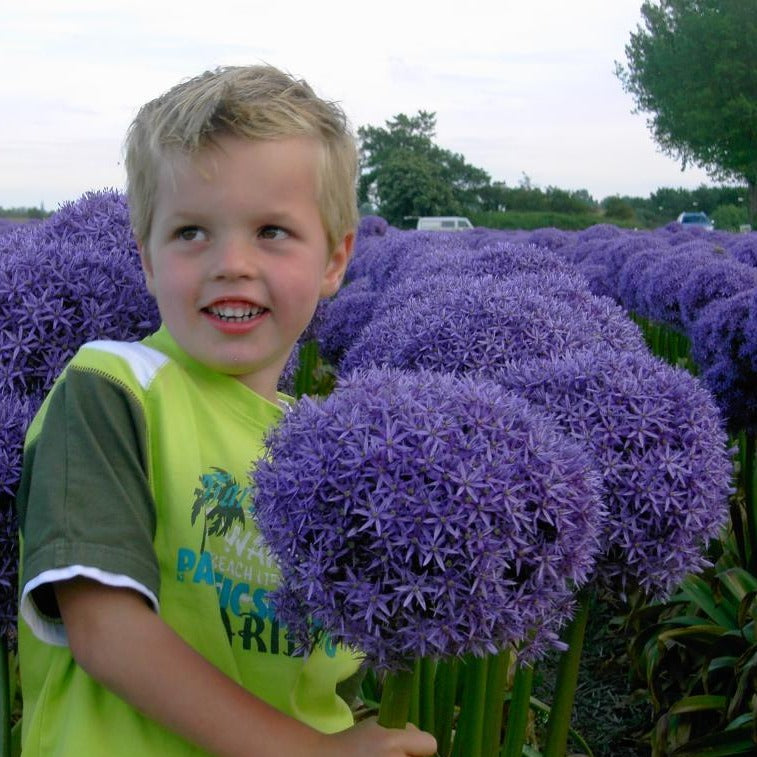 Allium Globemaster®      De Allium Globemaster ® is ontstaan uit een kruising tussen Allium Cristophii en Allium Macleanii.