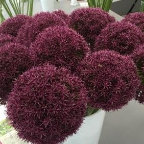 Allium Ostara  Weer een nieuwe soortje, maar best wel een unieke!  Ostara is een kruising tussen Allium karataviense en Allium atropurpureum.