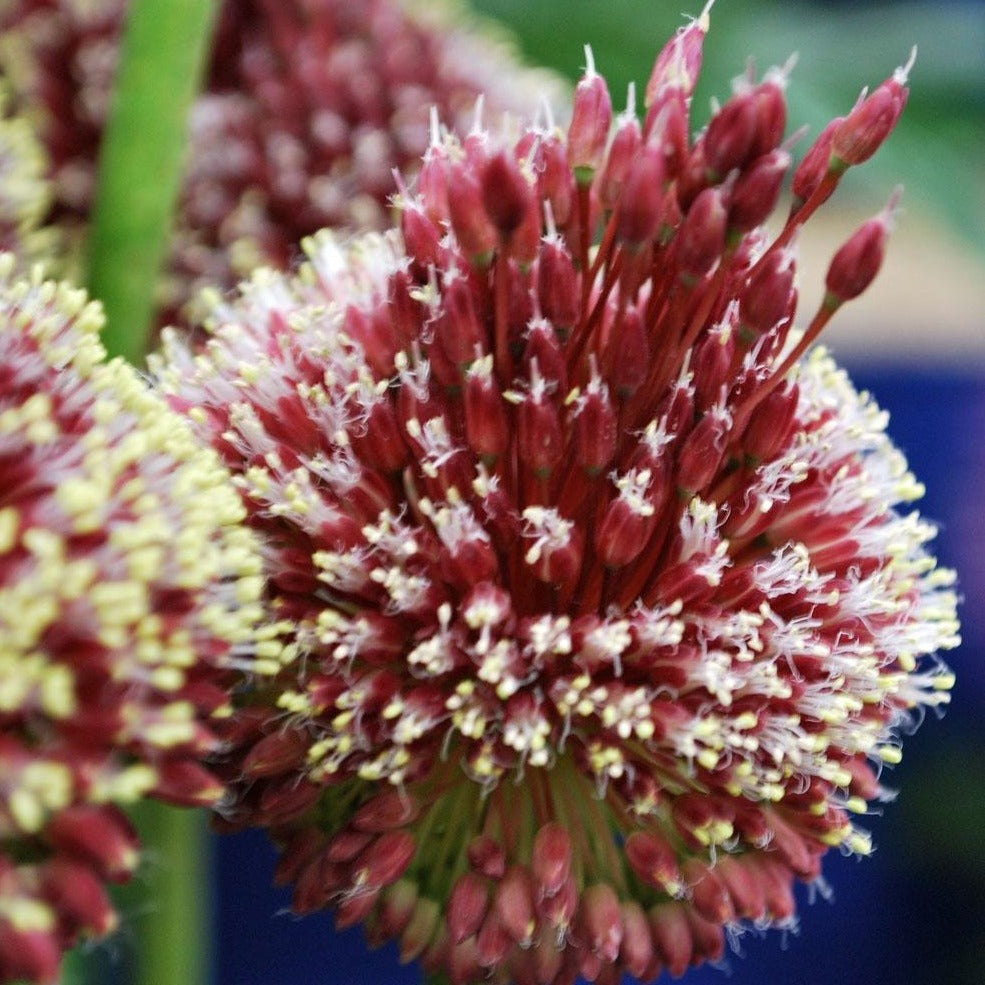 Allium Red Mohican® (Allium amethystinus)  Nieuwe unieke, maar makkelijk te kweken Allium.     Bordeaux bloem, en op deze bloem vormt zich tijdens de bloei een forse kuif met langere witte bloemetjes bovenop.