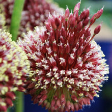 Afbeelding in Gallery-weergave laden, Allium Red Mohican® (Allium amethystinus)  Nieuwe unieke, maar makkelijk te kweken Allium.     Bordeaux bloem, en op deze bloem vormt zich tijdens de bloei een forse kuif met langere witte bloemetjes bovenop.
