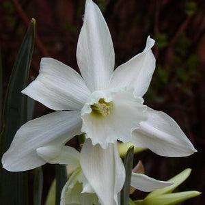 Botanische Narcis Thalia        Narcisses Triandrus, Geurend met prachtige zuiver witte bloemen!   Drie of meerdere bloemen per bol. 