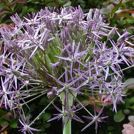 Allium Christophii   (Syn A. albopilosum)  Deze allium heeft een groot, lila bloemhoofd met stervormige bloemetjes op een korte stengel boven groene bladeren. Blijft ook na de bloei nog zeer aantrekkelijk Een aanrader!