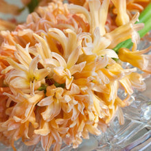 Afbeelding in Gallery-weergave laden, Hyacint Gipsy Queen               (Hyacinthus)  Weer zo’n heerlijk mooi kleurtje, een kleurpallet gaande van rose,oranje naar zalm.
