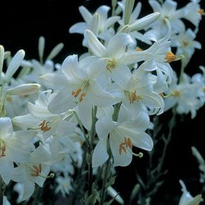 Lilium (lelie) Candidum, populaire naam Madonna lelie of Sint Jozefslelie.  