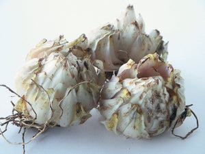 Candidum bollen, deze bollen lijken niet op de klassieke lelie bollen.  