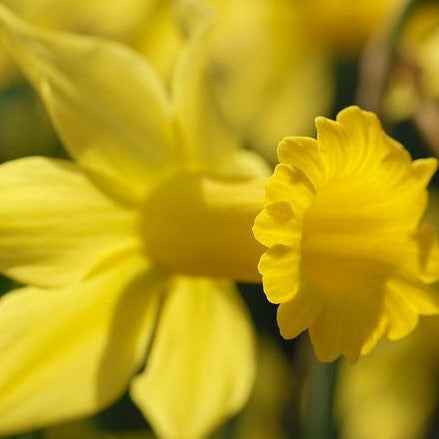 Botanische Narcis February Gold         (Cyclamineus narcis)  Goudgeel met een kleine trompet. 