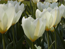 Afbeelding in Gallery-weergave laden, Fosteriana tulpen zijn vroeg bloeiende, middelhoge tuintulpen met grote, meestal langwerpige bloemen. Purissima is een echte klassieker, ook wel White Emperor genoemd met zuiver witte bloemen. Zeer sterke bol die jaren kan blijven staan.
