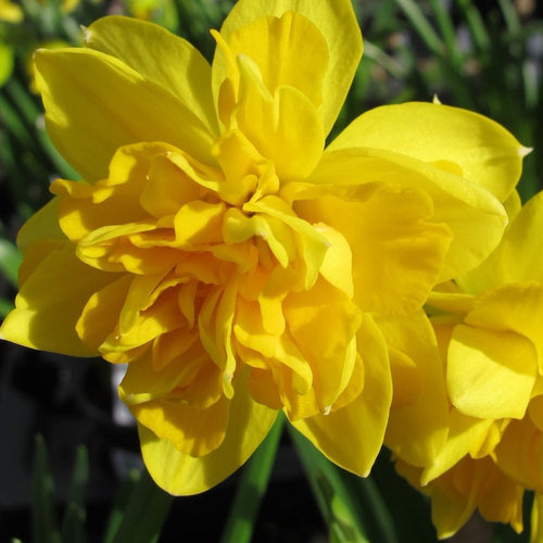 Botanische Narcis Tête Bouclé         (Dubbele narcis, kleinbloemig)     Nieuwe soort waar lang op gewacht is en die nu eindelijk beschikbaar is, het is de eerste dubbele Tête  à Tête! 