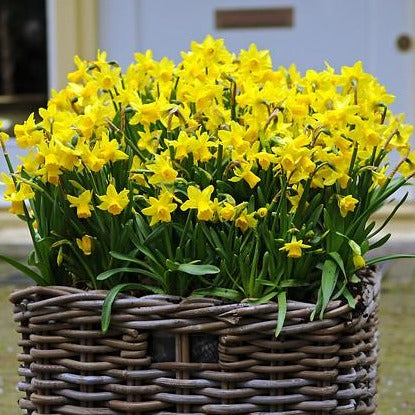 Botanische Narcis Tête à Tête        (Cyclamineus narcis)  Een ware klassieker deze schattige botanische narcis.  Citroengele bloemetjes,