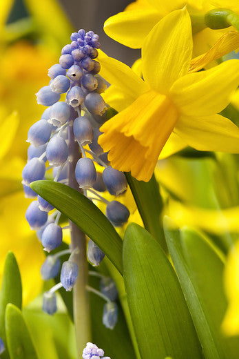 Botanische Narcis Tête à Tête        (Cyclamineus narcis)  Een ware klassieker deze schattige botanische narcis.  Citroengele bloemetjes,