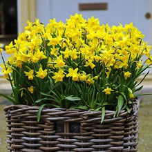 Lade das Bild in den Galerie-Viewer, Botanische Narcis Tête à Tête        (Cyclamineus narcis)  Een ware klassieker deze schattige botanische narcis.  Citroengele bloemetjes,
