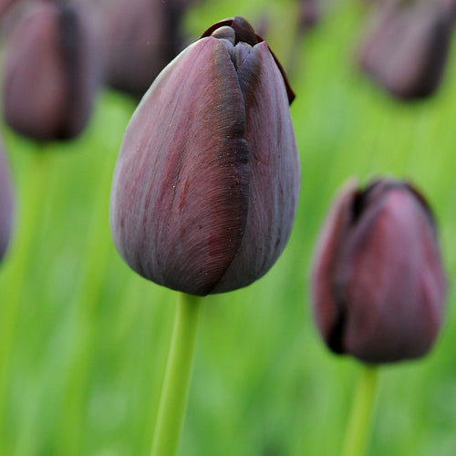 Tulp Enkele late Queen of Night       Zo goed als zwart, één van de meest donkere tulpen! Met dank aan schrijver Alexandre Dumas en zijn novelle 'La Tulipe Noire' (De Zwarte Tulp).  Stevige stengel!  Laatbloeiend.