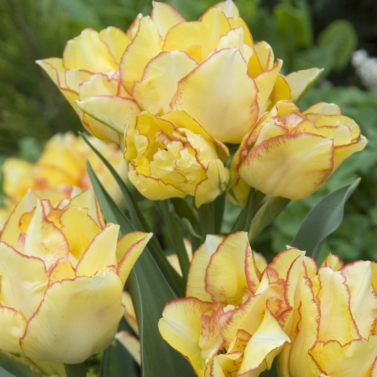 Tulp Multiflora Aquilla.  Verbazingwekkende nieuwe meerbloemige soort.  De semi-dubbele bloem is pastelgeel met een kersrode rand.  Meerdere bloemen per bol en vroegbloeiend. 