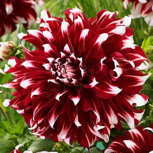 De Decoratieve Dahlia X Factor is rood met witte toppen, en heeft een geweldig spel van kleuren! Bloem tot 20 cm in diameter!