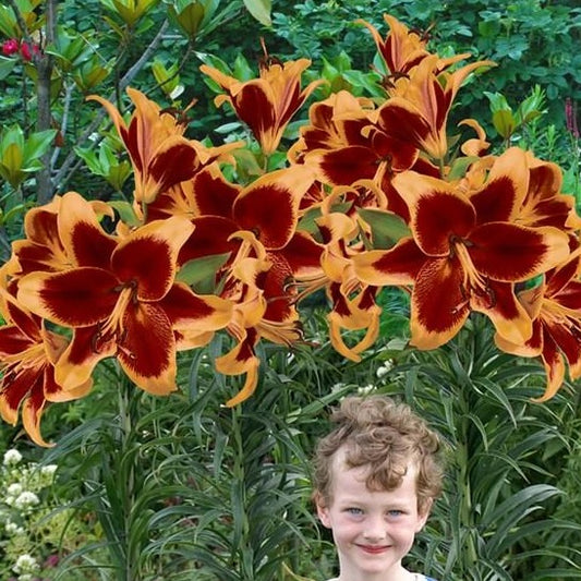 Lilium (lelie) Red Morning               OT Hybride Sterke en grote lelie met grote, kleurige, naar beneden gerichte bloemen.  
