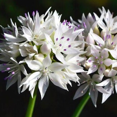 Allium amplectens Graceful Beauty komt oorspronkelijk uit N-Amerika. Vormt een bolvormige schermbloem van witte bloempjes met paarse meeldraden.