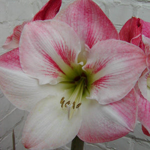 Amaryllis (Hippeastrum) ‘Apple Blossom