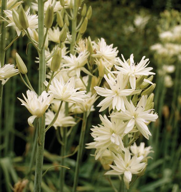 Camassia leichtlinii Alba    (indianenbloem, prairielelie)  Originele lente bloeier die oorspronkelijk uit Amerika komt. Piramidevormig bloemenscherm met roomwitte bloemen