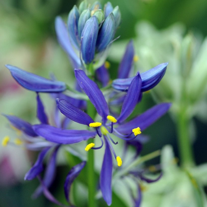 Camassia Quamash      (syn esculenta)     Laagblijvende Camassia soort die zeer geschikt is voor verwildering. 