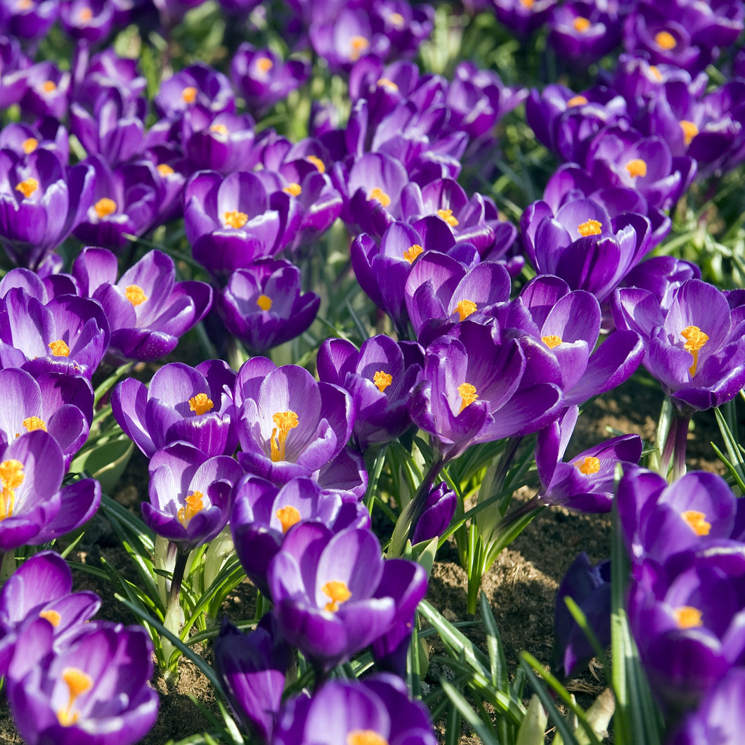 Krokus violet ‘Flower Record’  (Krokus Vernus- grootbloemig)  Kleurrijke dieppaarse krokus, uitstekend geschikt voor borders of in grote groepen in het gras en onder bomen.   