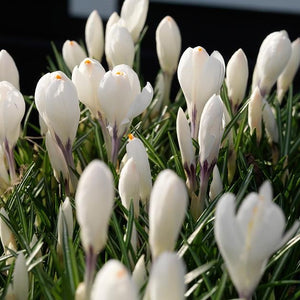Krokus wit  ‘Jeanne d’Arc’  (Krokus Vernus- grootbloemig)  Klassieke witte soort.   Zeer geschikt voor verwildering.