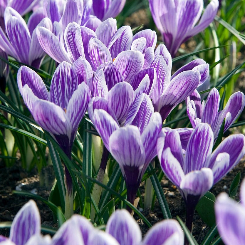 Krocus gestreept  King of the Striped  (Krokus Vernus- grootbloemig)  Verrassend mooie soort.  Zeer geschikt voor verwildering.  Ook zeer mooi in het gras of in potten op terras of balkon