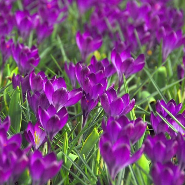 Krokus Tommasianus Ruby Giant. Zeer sterke vroegbloeiende krokus.      