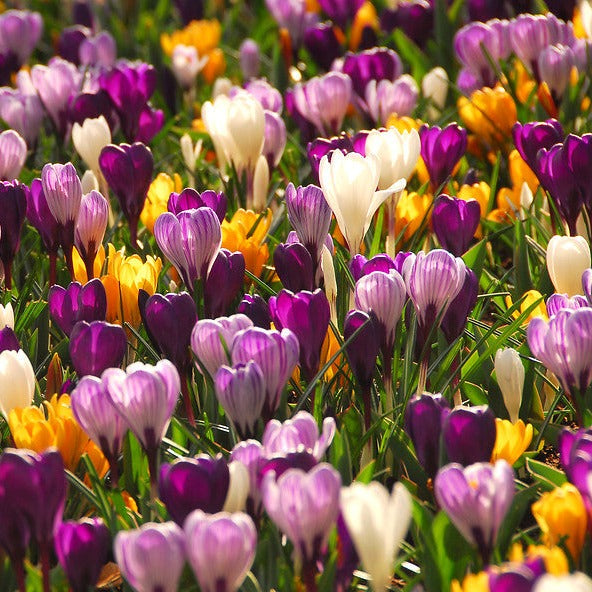 Bestel je Krokussen nu eenvoudig online en plant dit ze dit najaar voor een mooie kleurrijke tuin of terras in het voorjaar!  Wij proberen steeds de grootste maat en beste kwaliteit aan te bieden voor het mooiste resultaat.