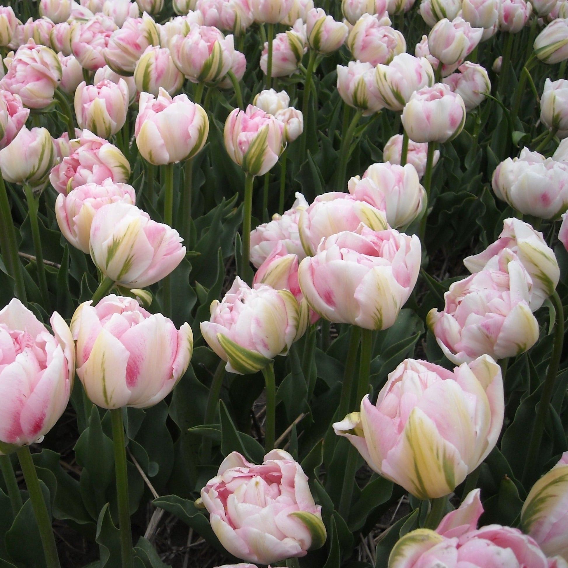 Tulp Dubbele Late Finola      Verbeterde versie van de klassieke tulp Angelique.  Kruising van Wirosa x Casablanca  Finola  is een zeer mooie  soort, met een subtiele blend van roze en wat wit-groen naar de rand toe.