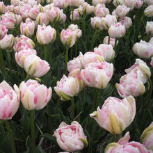 Charger l&#39;image dans la galerie, Tulp Dubbele Late Finola      Verbeterde versie van de klassieke tulp Angelique.  Kruising van Wirosa x Casablanca  Finola  is een zeer mooie  soort, met een subtiele blend van roze en wat wit-groen naar de rand toe.
