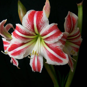 Amaryllis (Hippeastrum) gestreept   ‘Clown’