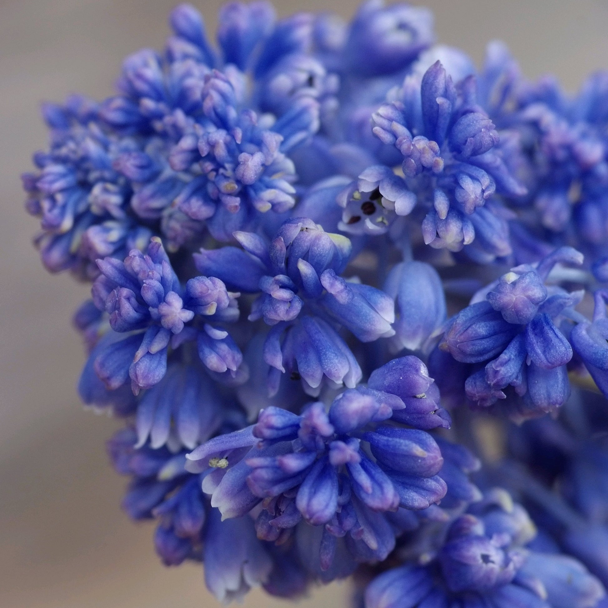 Muscari Blue Spike , leuke en originele dubbele muscari 
