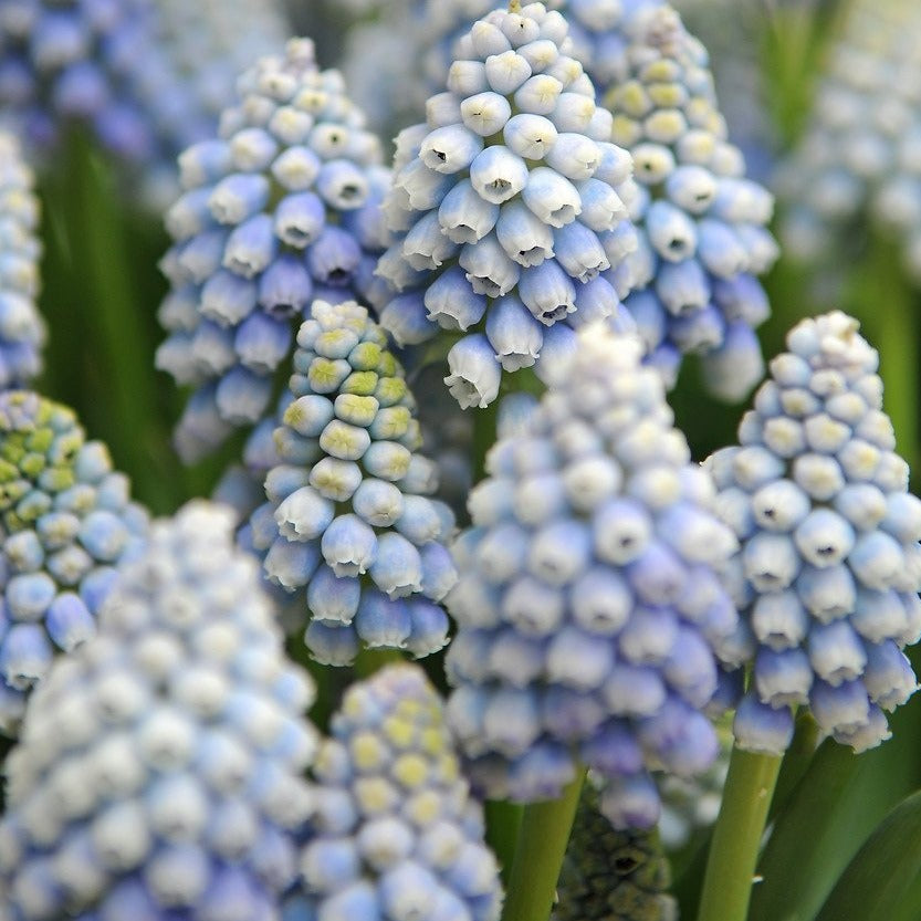 Muscari Ocean Magic®       Ocean Magic' is een recent geregistreerde robuuste cultivar. De bloem loopt van een wit topje naar lichtblauw, pastel. Relatief grote bloem die goed gevuld is, late bloeier.   