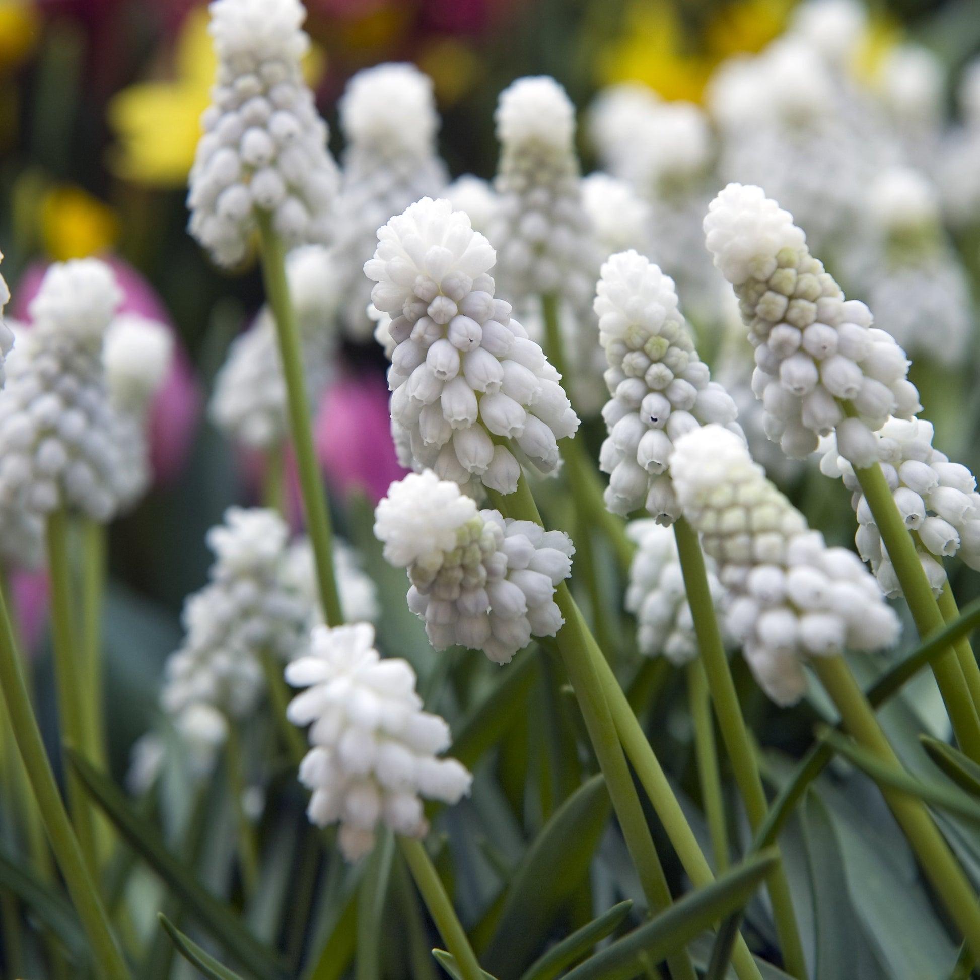 Muscari White Magic       De witte variant van de armeniacum.   White Magic’ is de eerste witte variant van de bekende blauwe druif die geschikt is als bol op pot