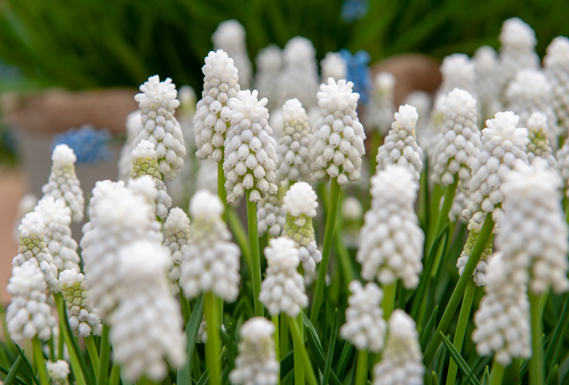 Wanneer Muscari bollen kopen?   Bestel ze nu eenvoudig online en plant dit ze dit najaar voor een mooie kleurrijke tuin of terras in het voorjaar!  Wij proberen steeds de grootste maat en beste kwaliteit aan te bieden voor het mooiste resultaat.