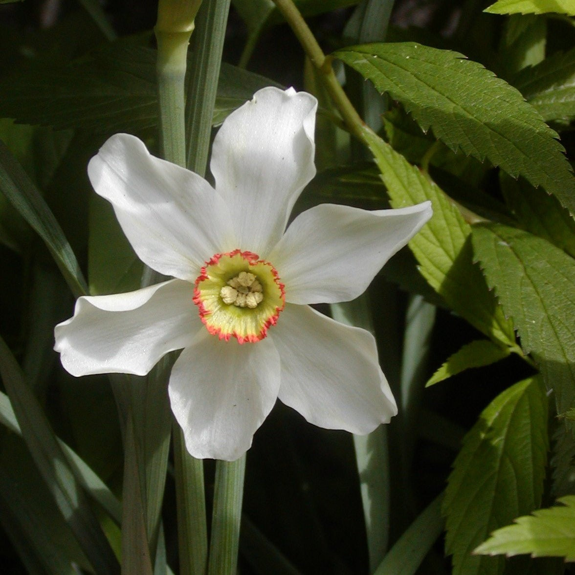 Narcis Poeticus Recurvus         (Fazantenoog, Pheasant's eye)  De echte ouderwetse ‘dichtersnarcis’.  wit met een meerkleurig (overwegend geel) kroontje en een rood randje.  
