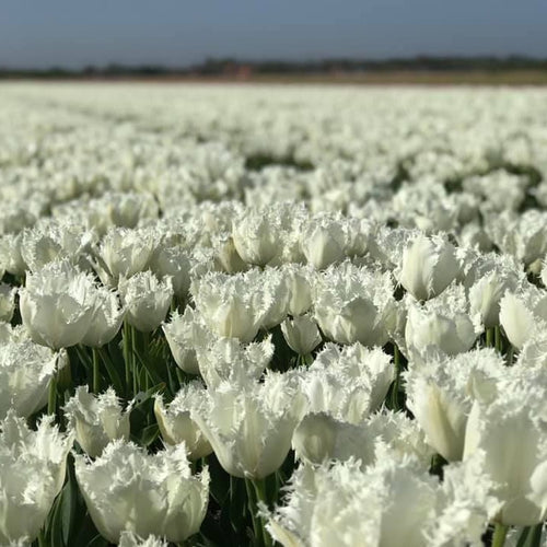 Tulp gefranjerd Noordeinde      Witte gefranjerde tulp, vrij nieuwe soort (2018).  Mutant van tulp  ‘Huis Ten Bosch’