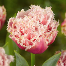 Lade das Bild in den Galerie-Viewer, Tulp gefranjerd Queensland    Schitterende dubbele roze tulp met een spectaculair gefranjerde witte rand.
