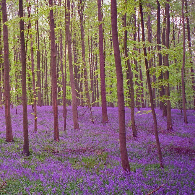 Scilla non-scripta treft men ook aan onder de benaming Hyacinthoides non-scripta. De hemelsblauwe, klokvormige bloemen verschijnen in april en mei, zitten aan ongeveer 20 cm hoge stelen en vormen overhangende trossen. Deze soort verwildert graag.