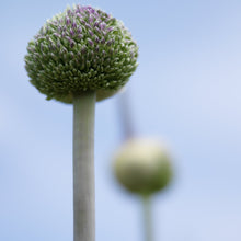 Afbeelding in Gallery-weergave laden, Allium Summer Drummer    Spiegeltje, spiegeltje aan de wand, wie is de hoogste van het land?  Vrij recente soort die best wel uniek is.  Dit vooral door zijn spectaculaire hoogte
