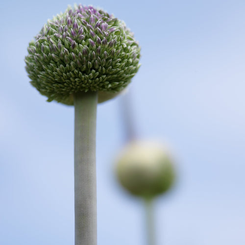 Allium Summer Drummer    Spiegeltje, spiegeltje aan de wand, wie is de hoogste van het land?  Vrij recente soort die best wel uniek is.  Dit vooral door zijn spectaculaire hoogte