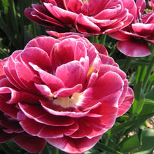 Afbeelding in Gallery-weergave laden, Tulp Dubbele late Dream Touch®      Adembenemende nieuwe soort, zeker door de unieke kleurencombinatie van de grote paars-roze bloem  met een lichte witte rand.  Deze late tulp is een kruising tussen Hélèna van Dam en Inside Double.
