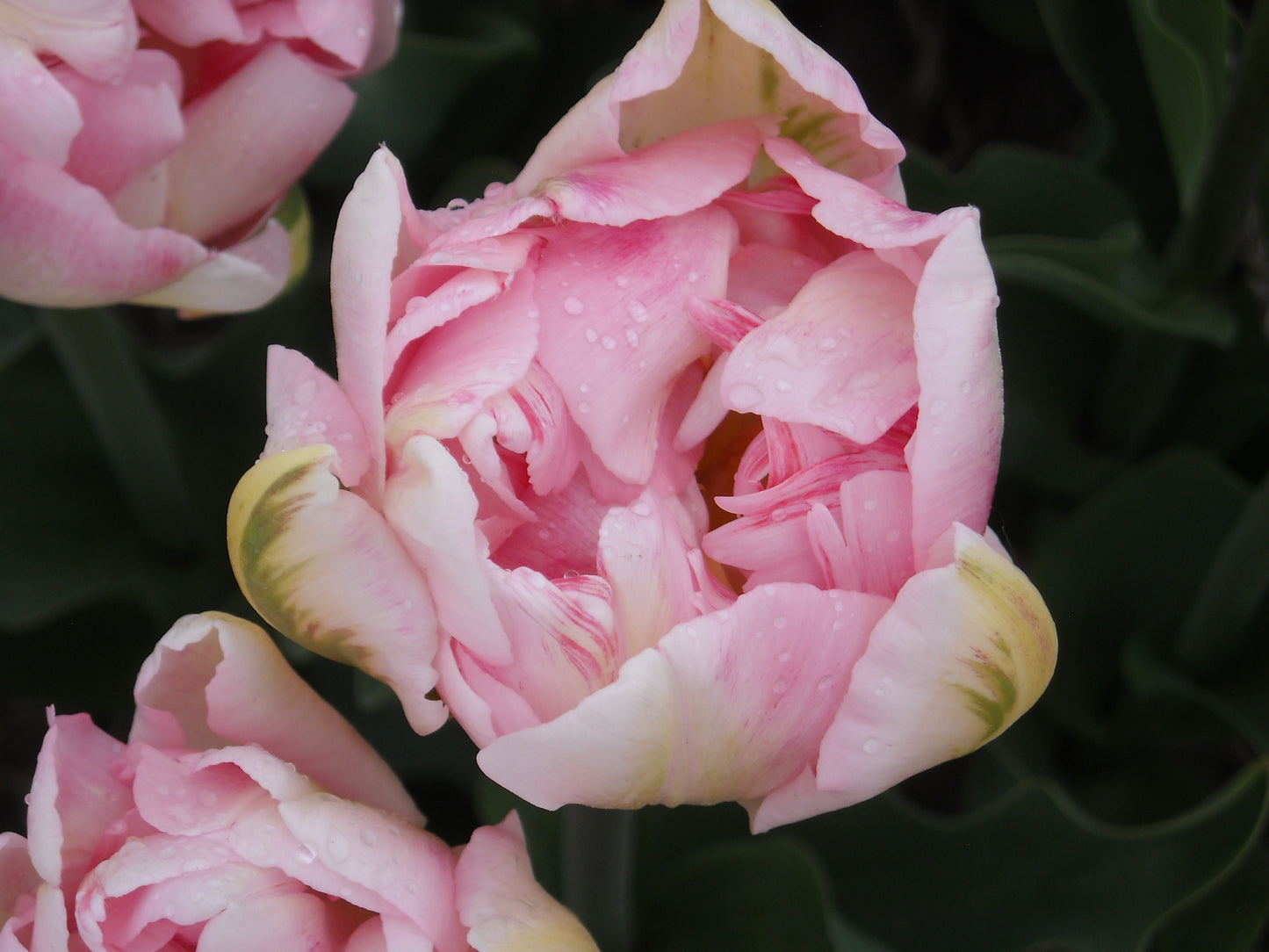 Tulp Dubbele Late Finola      Verbeterde versie van de klassieke tulp Angelique.  Kruising van Wirosa x Casablanca  Finola  is een zeer mooie  soort, met een subtiele blend van roze en wat wit-groen naar de rand toe.