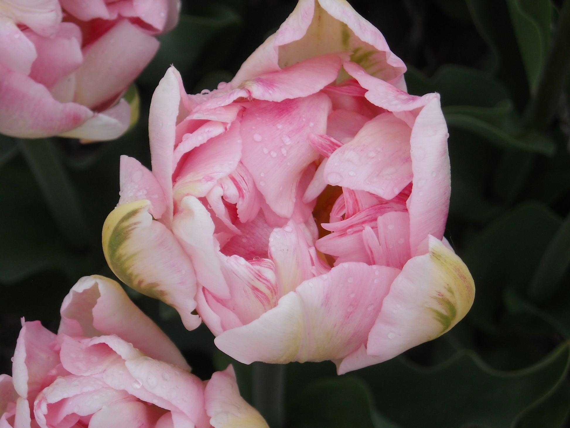 Tulp Dubbele Late Finola      Verbeterde versie van de klassieke tulp Angelique.  Kruising van Wirosa x Casablanca  Finola  is een zeer mooie  soort, met een subtiele blend van roze en wat wit-groen naar de rand toe.